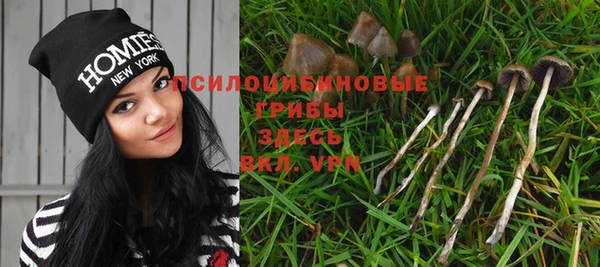 прущие грибы Аркадак